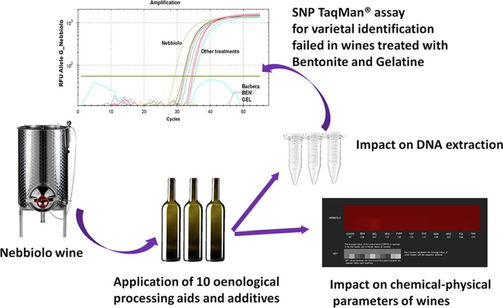 Impact of oenological processing aids and additives on the genetic traceability of ‘Nebbiolo’ wine produced with withered grapes