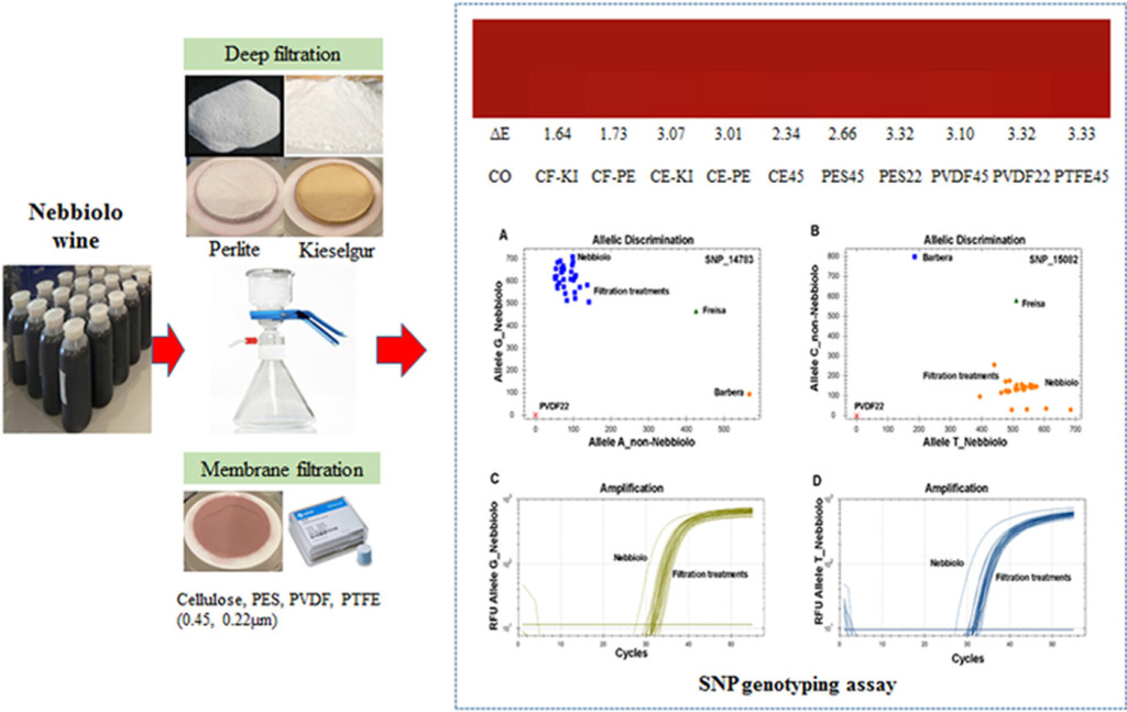 Influence of filtration treatments on grapevine DNA traceability in wine