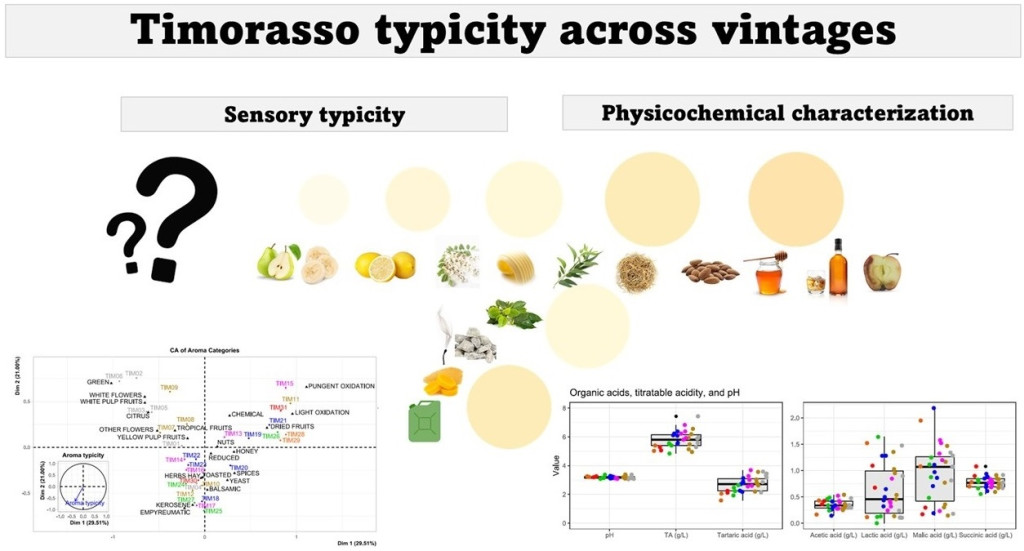 Exploring the sensory typicity of Timorasso wines: physicochemical and sensory characteristics of seven consecutive vintages