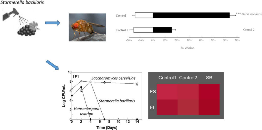 Use of antagonistic yeasts for multi-purpose grape and wine protection: attraction for Drosophila suzukii in pre-harvest and bioprotection during red winemaking