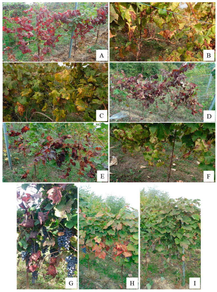 Performance of Georgian grapevine varieties in a vineyard infected by Flavescence dorée phytoplasma in Piedmont, northwestern Italy