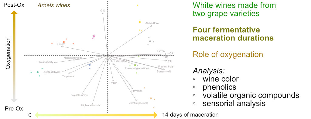 Exploring fermentative skin contact effects and post-fermentative oxidation on phenolics, aroma, and sensory characteristics in white wine